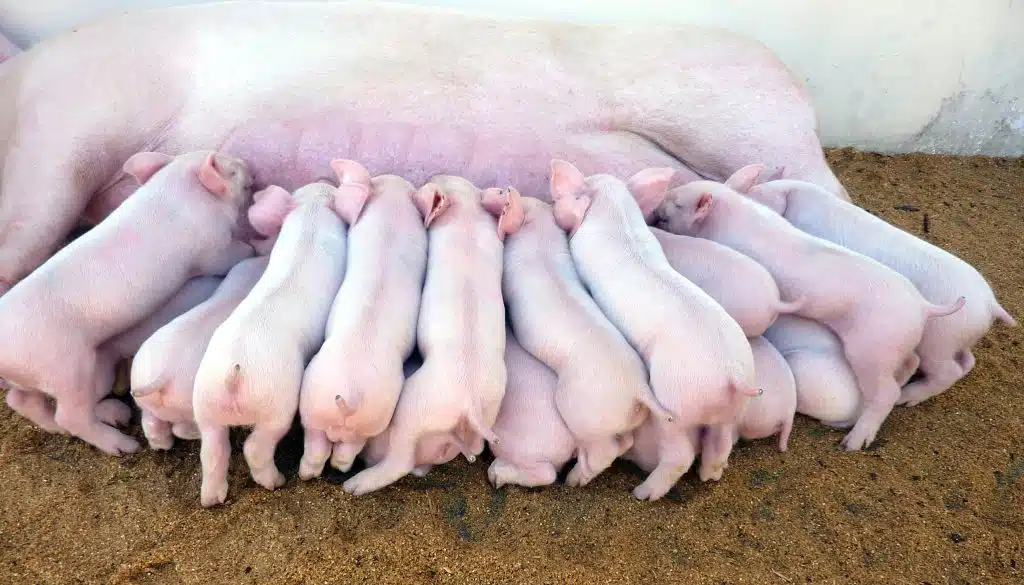 Togen - leitões mamando