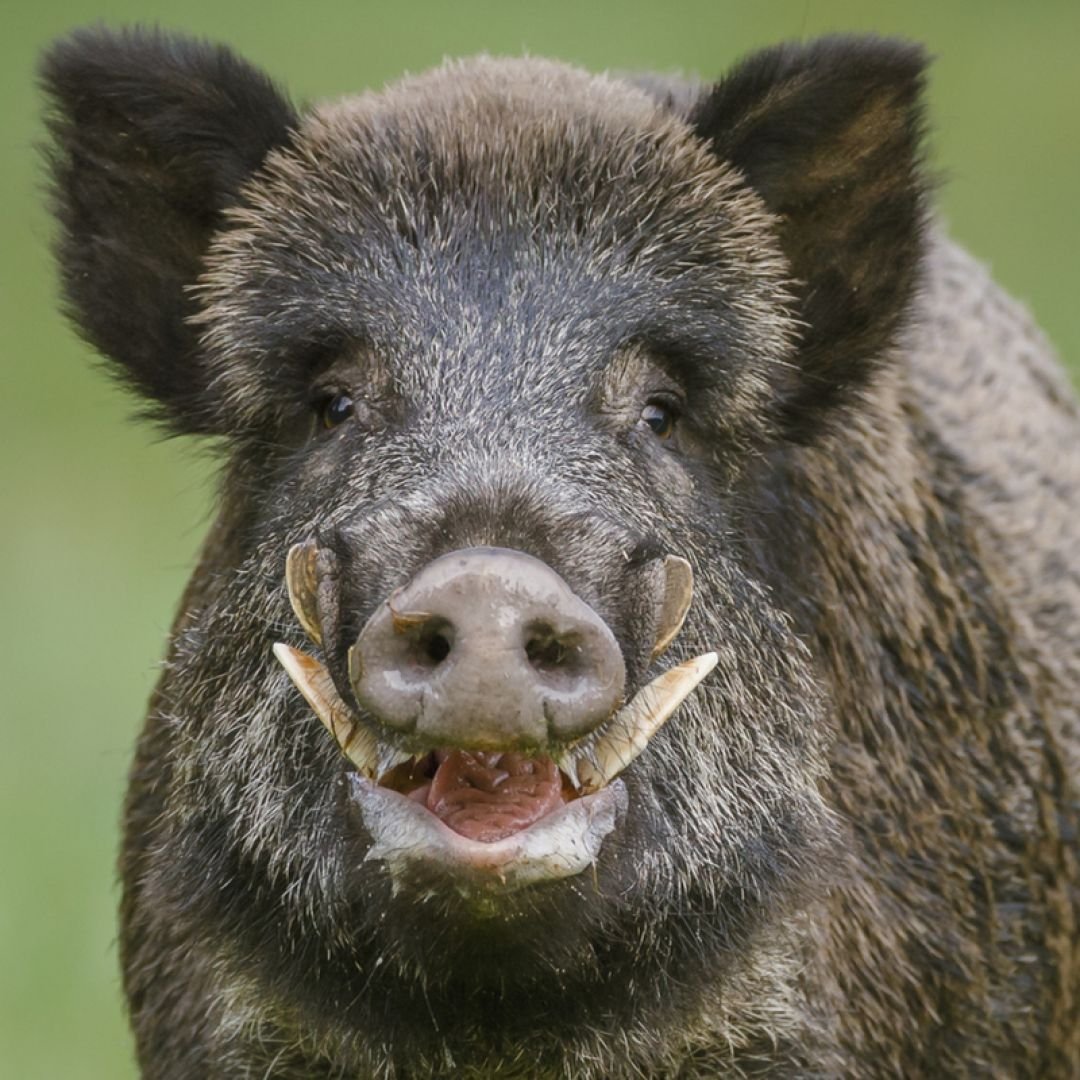 Topgen - A ameça do Javali