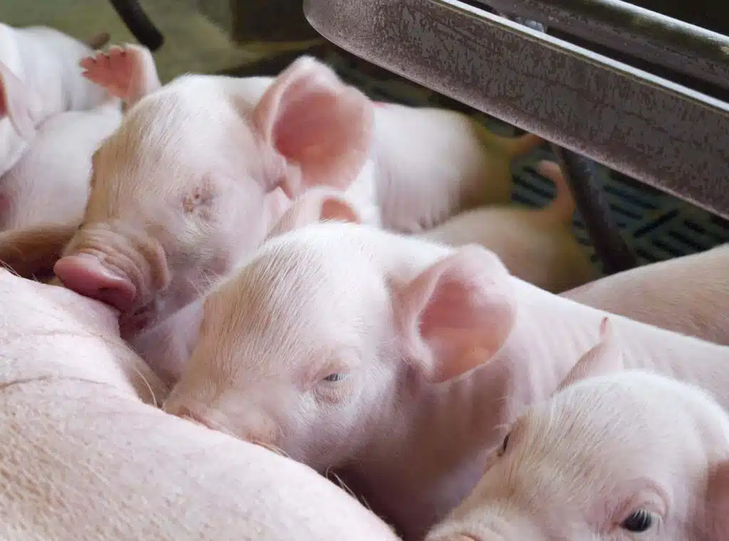 Topgen - Maternidade 0015