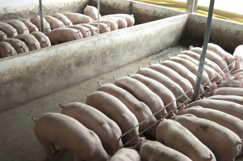 Topgen - Uniformidade dos leitões