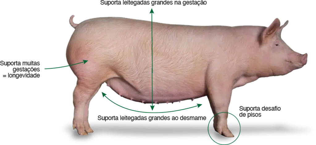 Afrodite - matriz gerada pela Topgen