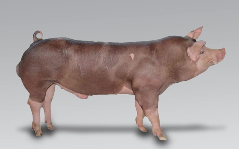 Topgen - Estimativa de desempenho do terminador MS-115