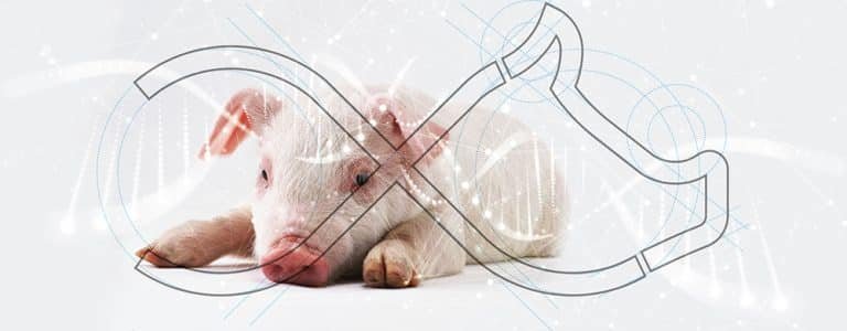 Bem-estar suino - um porco deitado com o logo da topgen