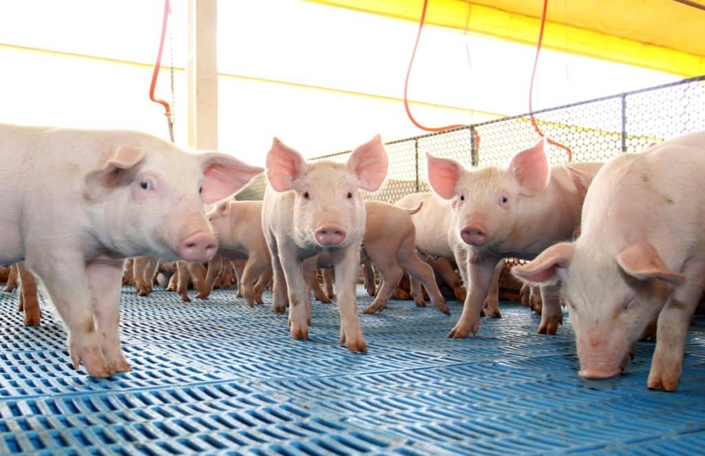 Dicas para manter uma boa gestão de suínos