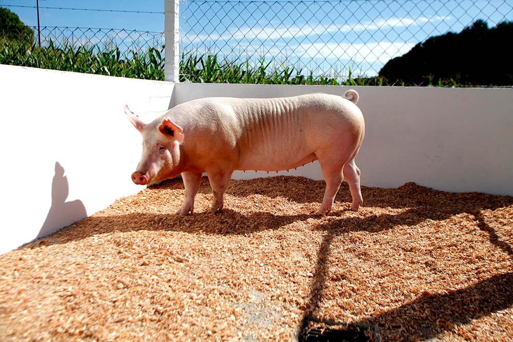 prolapsos-uterinos-o-que-sao-e-como-evitar