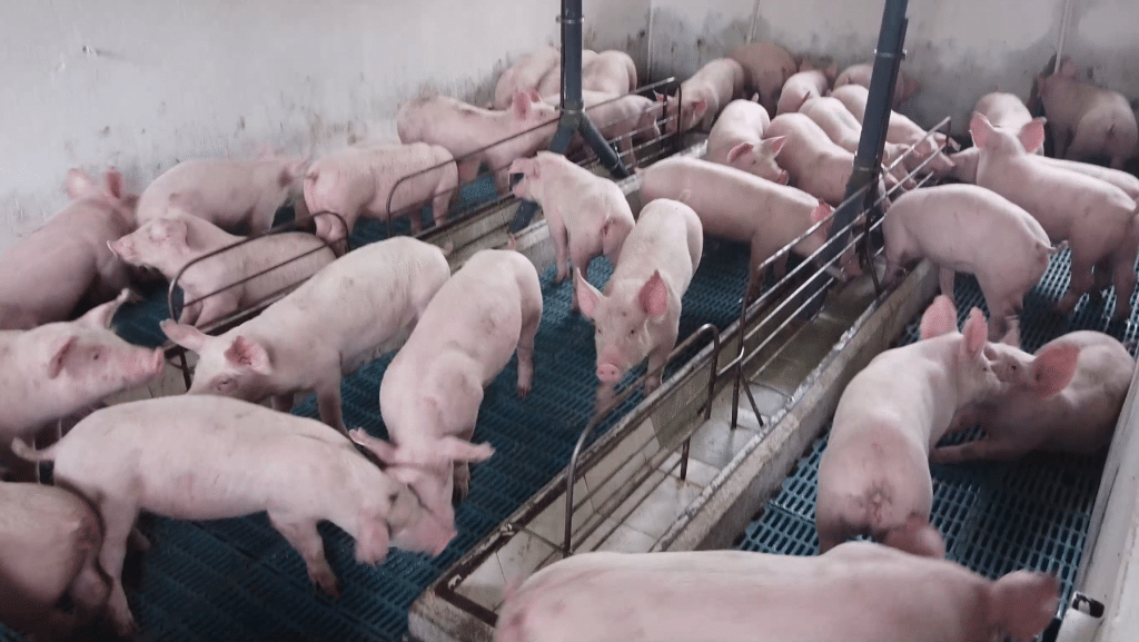 alimentação dos suínos