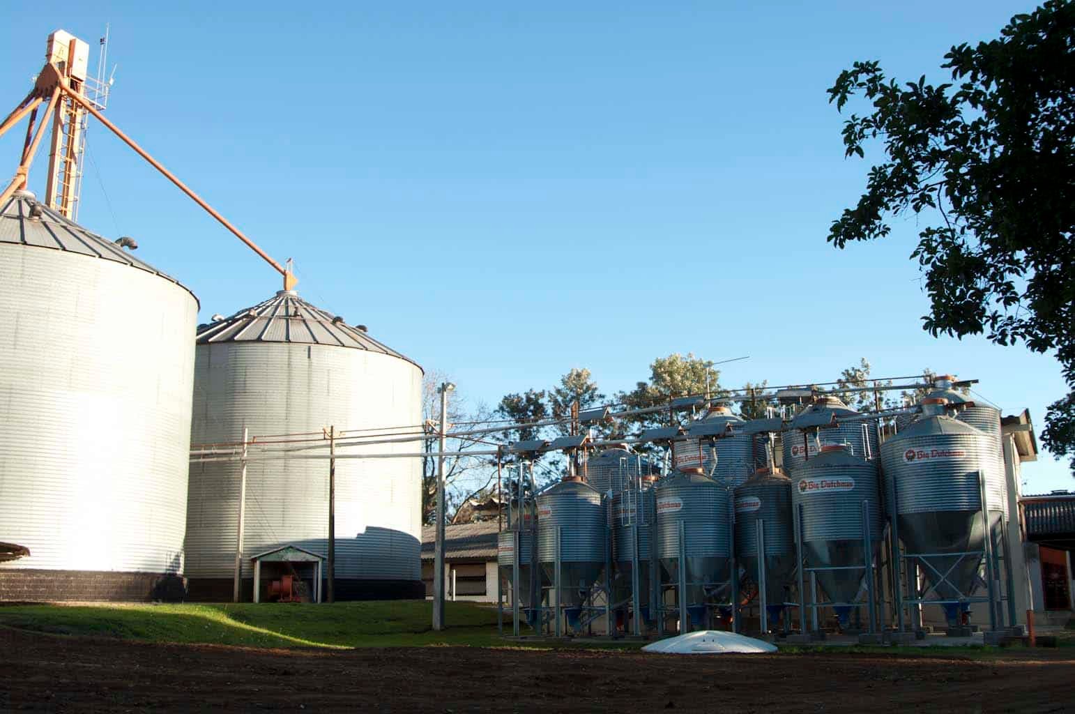 nutrição nas matrizes suínas