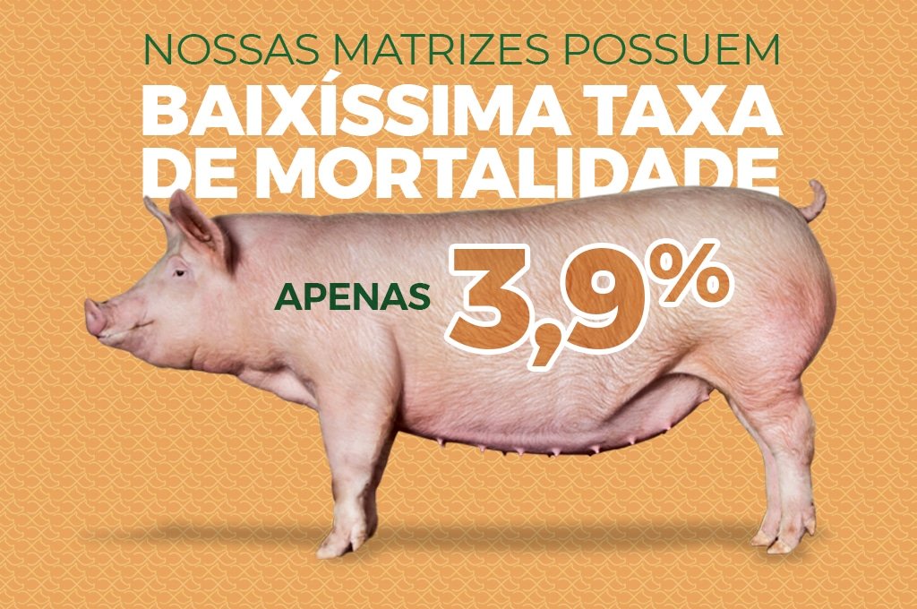 Afrotie tem a menor taxa de mortalidade