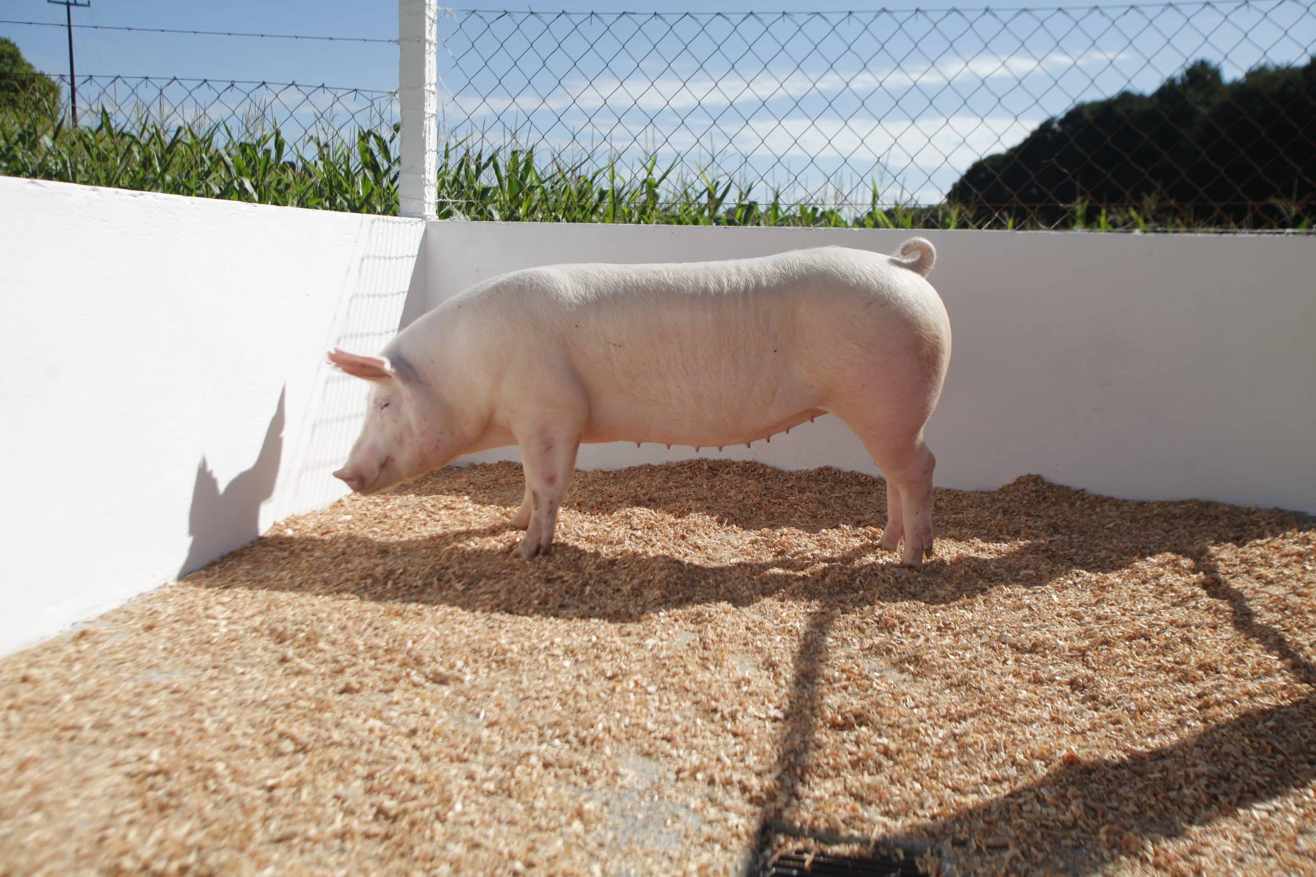 mortalidade-de-matrizes-suinas