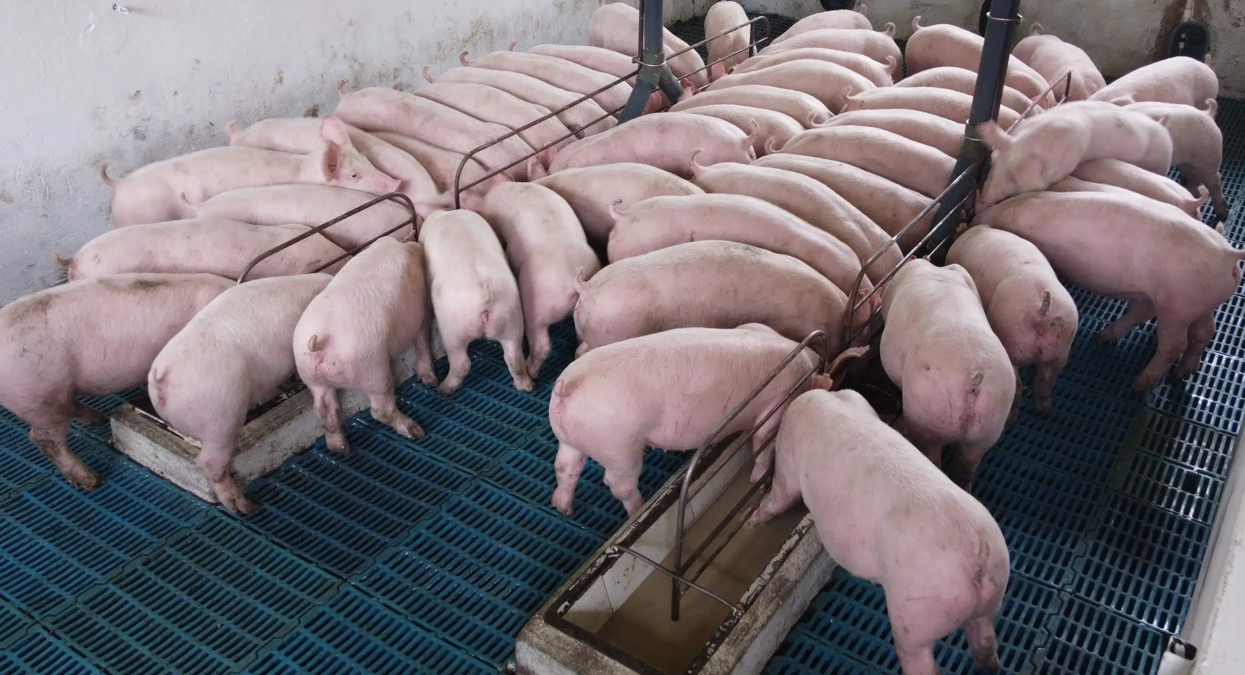 qualidade-genetica-impacta-na-baixa-mortalidade-de-suinos-da-cria-a-terminacao