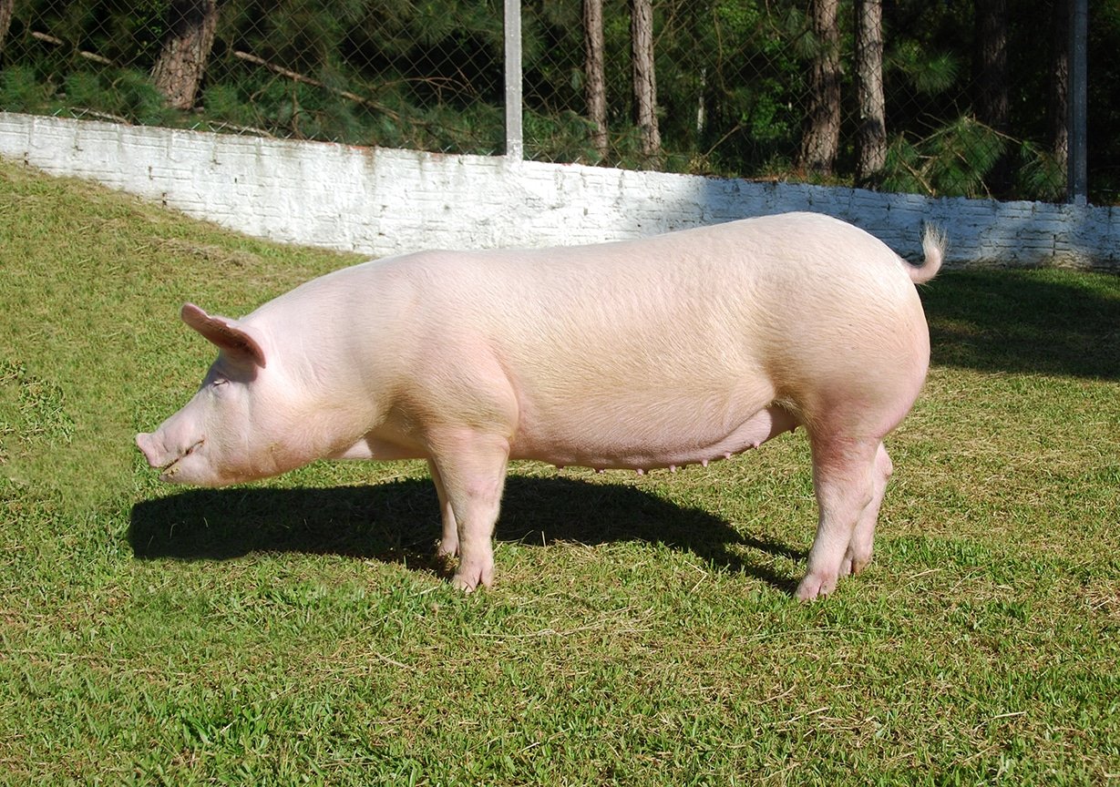 a-baixa-mortalidade-da-matriz-pode-impactar-recria-e-terminacao