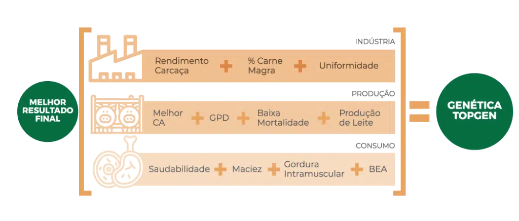 suinos topgen infográfico