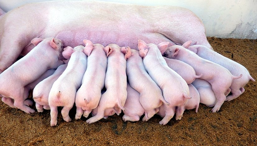 Mortalidade de leitões