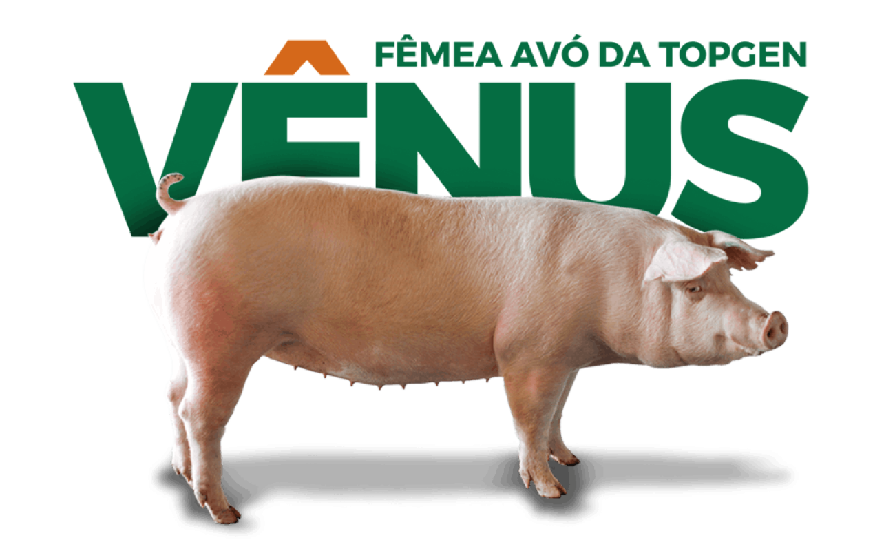suinos-topgen-femea-avo--1200x800