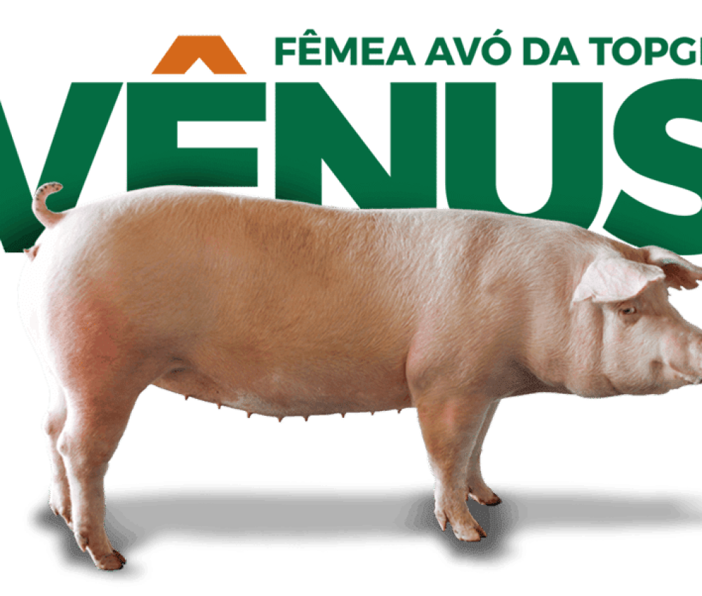 suinos-topgen-femea-avo-850x850